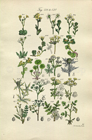 1914 Sowerby Antique Botanical Print, Moss Saxifrage, Sea Holly, Water Hemlock, Wild Celery, Parsley, Honewort, Plate 26, (Plants 501 - 520)