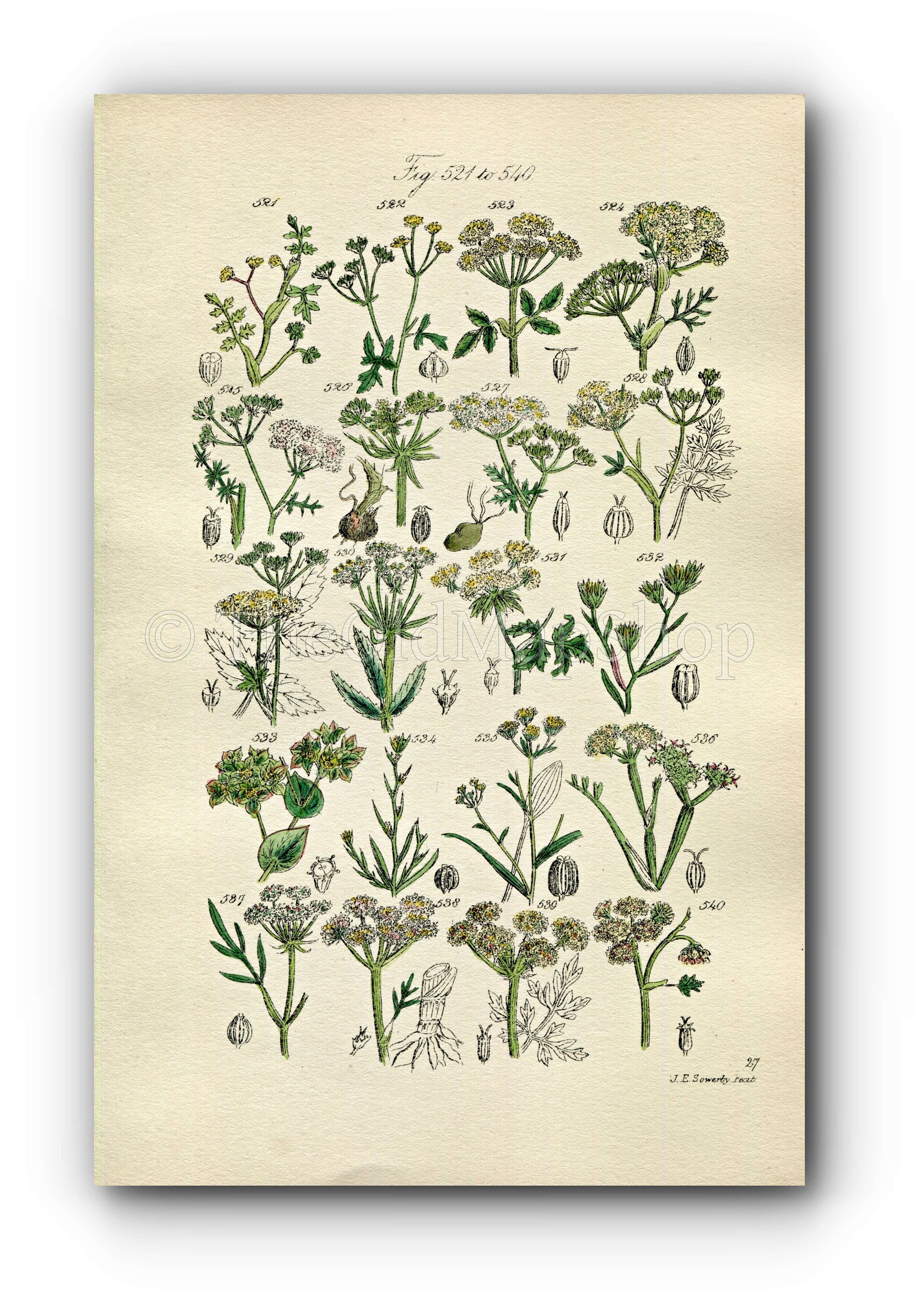 1914 Sowerby Antique Botanical Print, Water Parsnip, Hemlock Dropwort, Hare's Ear, Stonewort, Earthnut, Plate 27, (Plants 521 - 540)