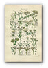 1914 Sowerby Antique Botanical Print, Water Parsnip, Hemlock Dropwort, Hare's Ear, Stonewort, Earthnut, Plate 27, (Plants 521 - 540)