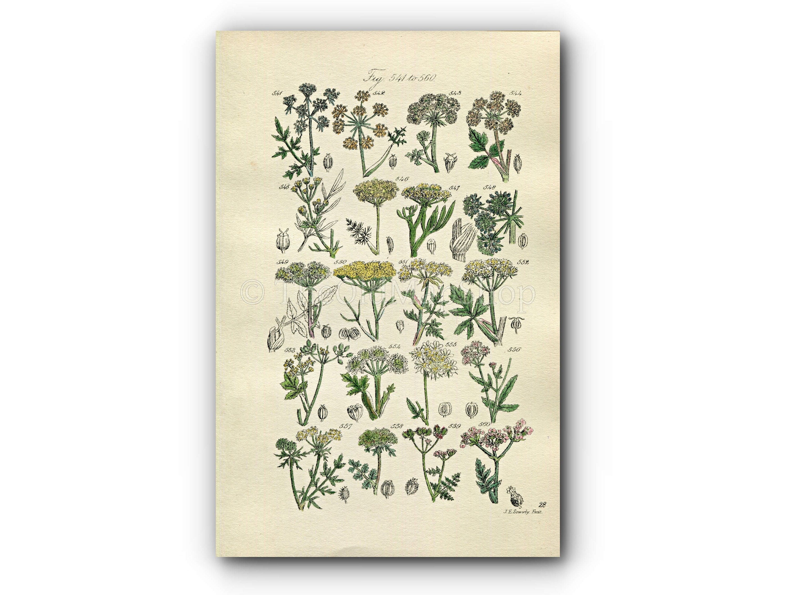 1914 Sowerby Antique Botanical Print, Fool's Parsley, Fennel, Samphire, Wild Parsnip, Milk Parsley, Wild Carrot Plate 28, (Plants 541 - 560)