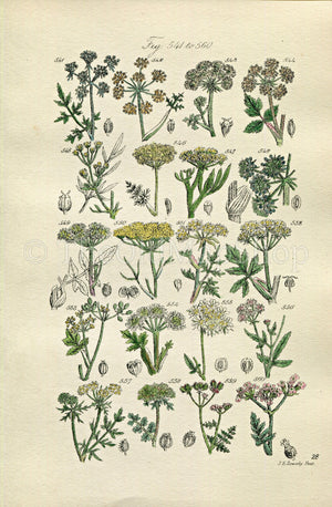 1914 Sowerby Antique Botanical Print, Fool's Parsley, Fennel, Samphire, Wild Parsnip, Milk Parsley, Wild Carrot Plate 28, (Plants 541 - 560)