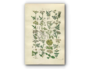 1914 Sowerby Antique Botanical Print, Hedge Parsley, Chervil, Hemlock, Prickly Samphire, Coriander, Ivy, Plate 29, (Plants 561 - 580)