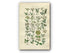 1914 Sowerby Antique Botanical Print, Hedge Parsley, Chervil, Hemlock, Prickly Samphire, Coriander, Ivy, Plate 29, (Plants 561 - 580)