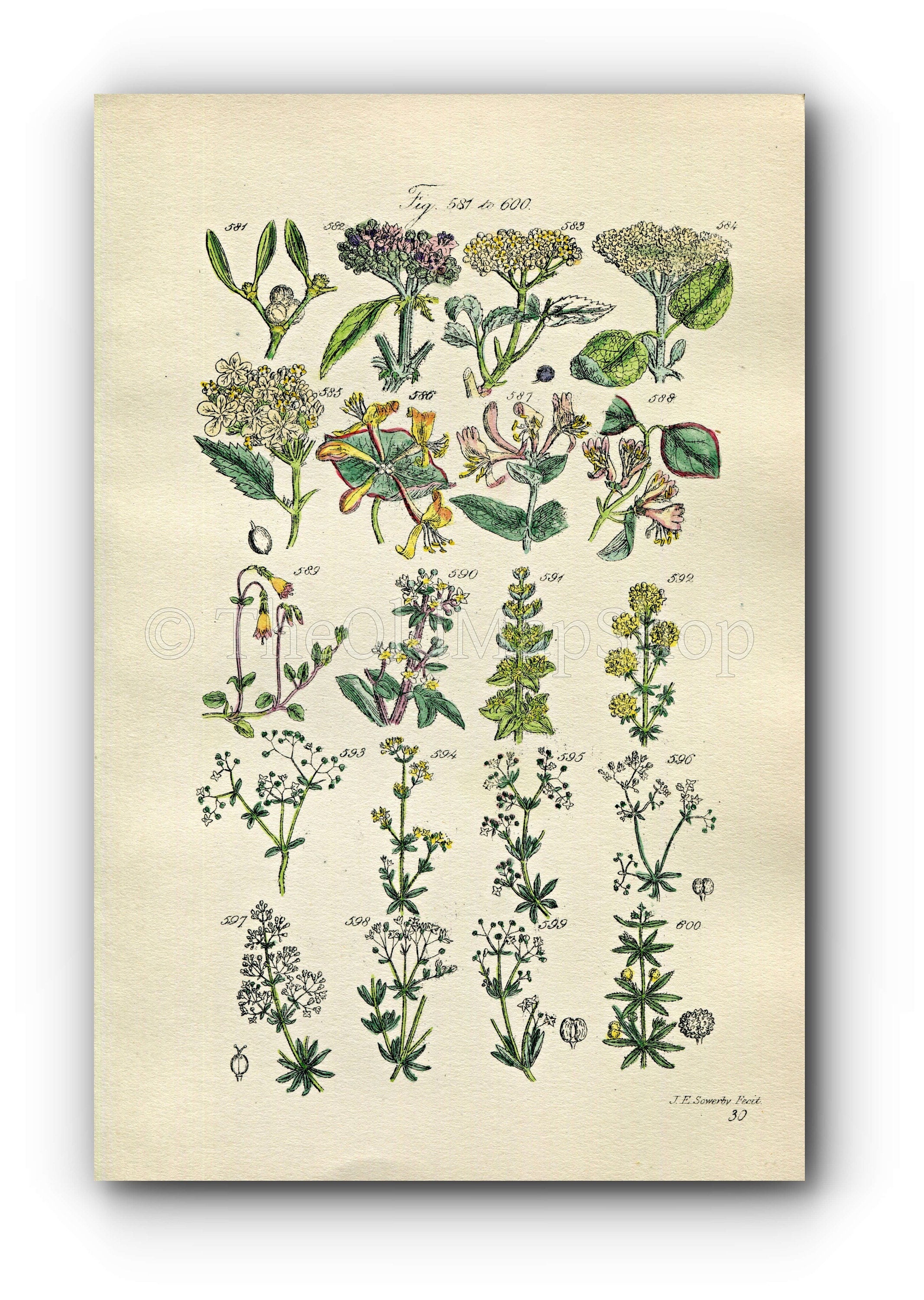 1914 Sowerby Antique Botanical Print, Mistletoe, Guelder Rose, Honeysuckle, Elder, Yellow Bedstraw, Woodbine, Plate 30, (Plants 581 - 600)