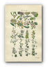 1914 Sowerby Antique Botanical Print, Mistletoe, Guelder Rose, Honeysuckle, Elder, Yellow Bedstraw, Woodbine, Plate 30, (Plants 581 - 600)