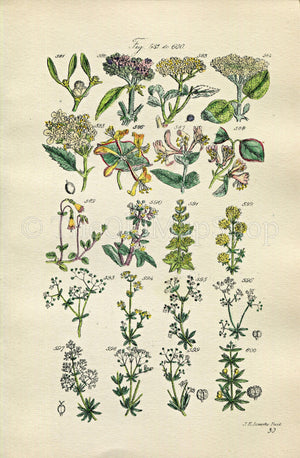 1914 Sowerby Antique Botanical Print, Mistletoe, Guelder Rose, Honeysuckle, Elder, Yellow Bedstraw, Woodbine, Plate 30, (Plants 581 - 600)