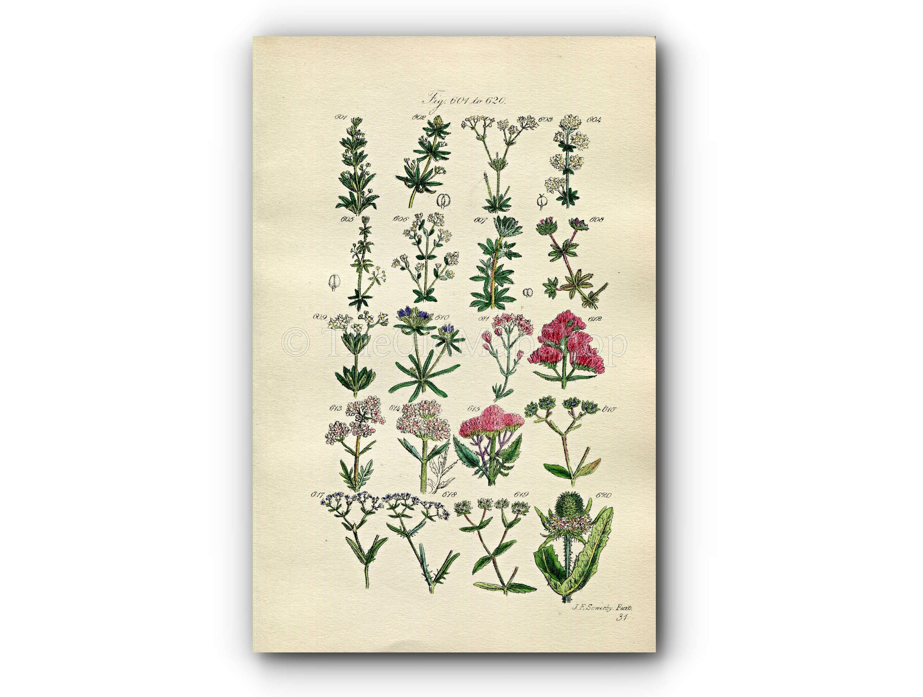 1914 Sowerby Antique Botanical Print, Woodruff, Goosegrass, Red Valerian, Corn Salad, Lamb's Lettuce, Plate 31, (Plants 601 - 620)