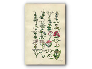 1914 Sowerby Antique Botanical Print, Woodruff, Goosegrass, Red Valerian, Corn Salad, Lamb's Lettuce, Plate 31, (Plants 601 - 620)