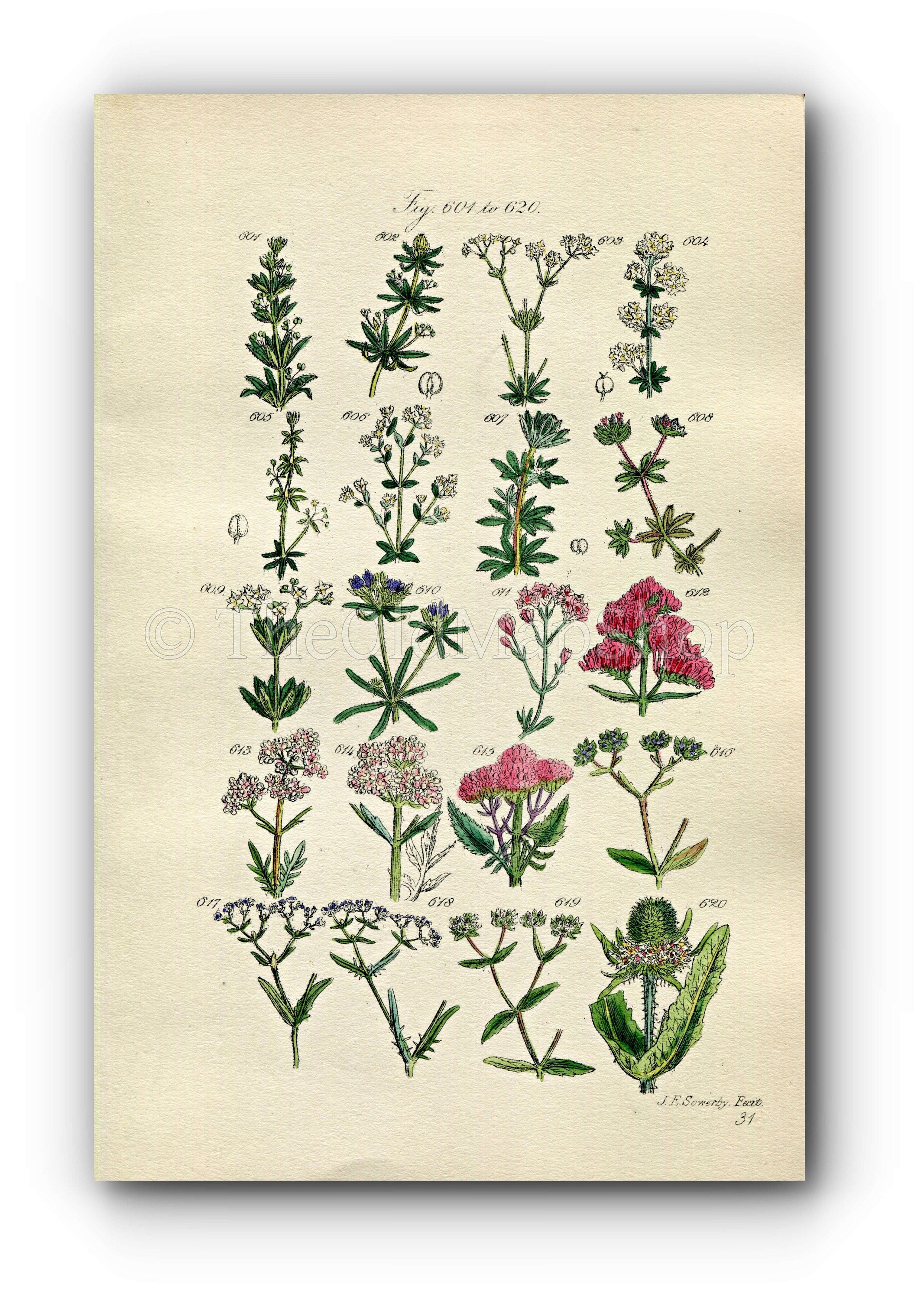 1914 Sowerby Antique Botanical Print, Woodruff, Goosegrass, Red Valerian, Corn Salad, Lamb's Lettuce, Plate 31, (Plants 601 - 620)