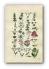 1914 Sowerby Antique Botanical Print, Woodruff, Goosegrass, Red Valerian, Corn Salad, Lamb's Lettuce, Plate 31, (Plants 601 - 620)