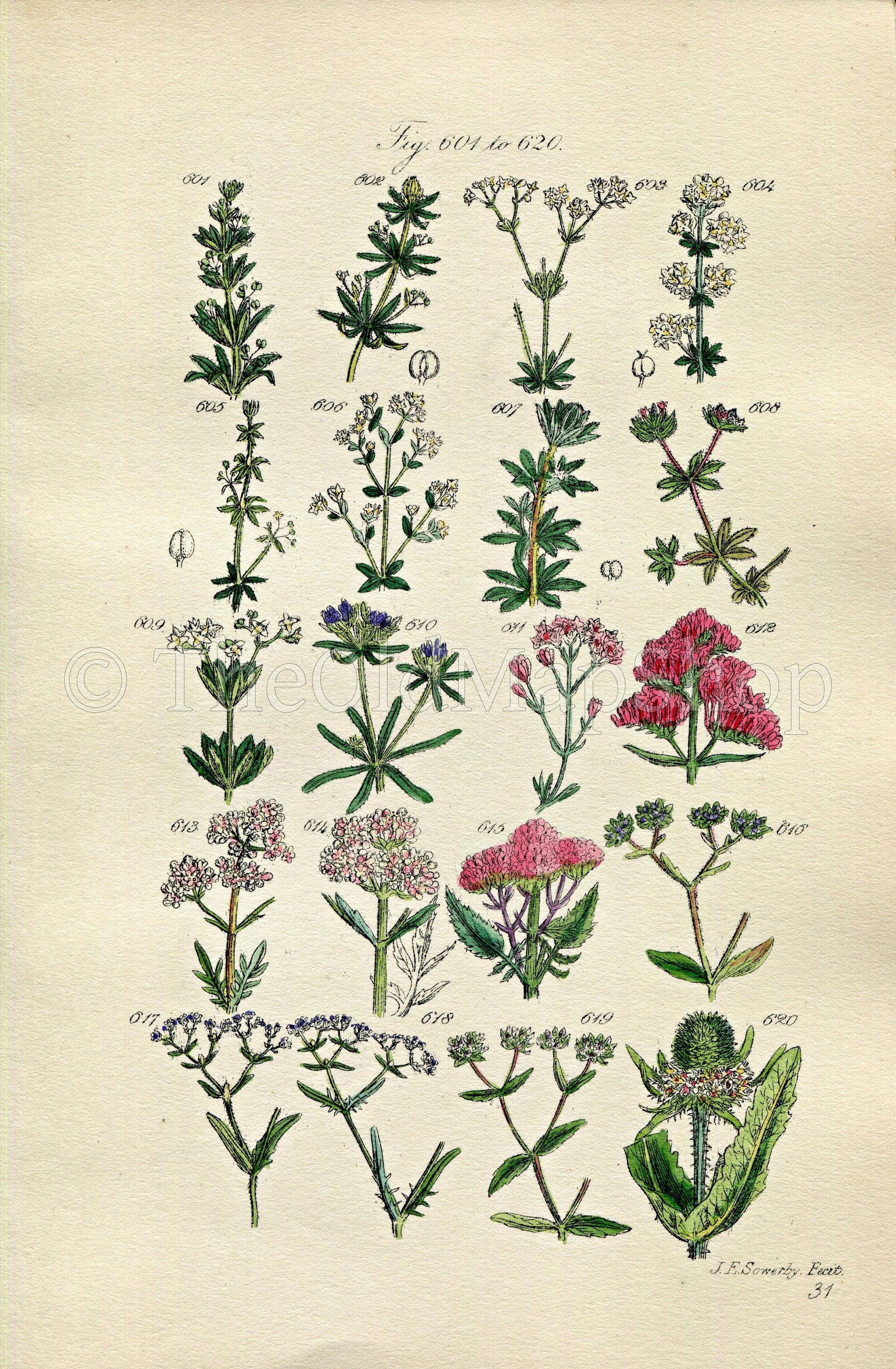1914 Sowerby Antique Botanical Print, Woodruff, Goosegrass, Red Valerian, Corn Salad, Lamb's Lettuce, Plate 31, (Plants 601 - 620)