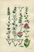 1914 Sowerby Antique Botanical Print, Woodruff, Goosegrass, Red Valerian, Corn Salad, Lamb's Lettuce, Plate 31, (Plants 601 - 620)