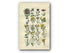 1914 Sowerby Antique Botanical Print, Wild Teasle, Field Scabious, Salsify, Wild Lettuce, Dandelion, Sowthistle Plate 32, (Plants 621 - 640)