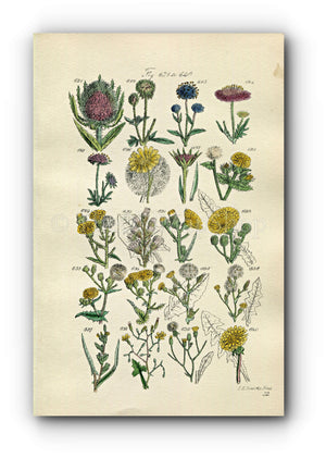 1914 Sowerby Antique Botanical Print, Wild Teasle, Field Scabious, Salsify, Wild Lettuce, Dandelion, Sowthistle Plate 32, (Plants 621 - 640)