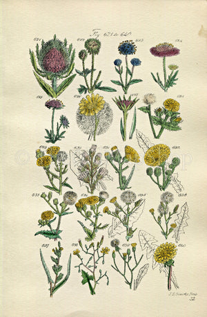 1914 Sowerby Antique Botanical Print, Wild Teasle, Field Scabious, Salsify, Wild Lettuce, Dandelion, Sowthistle Plate 32, (Plants 621 - 640)