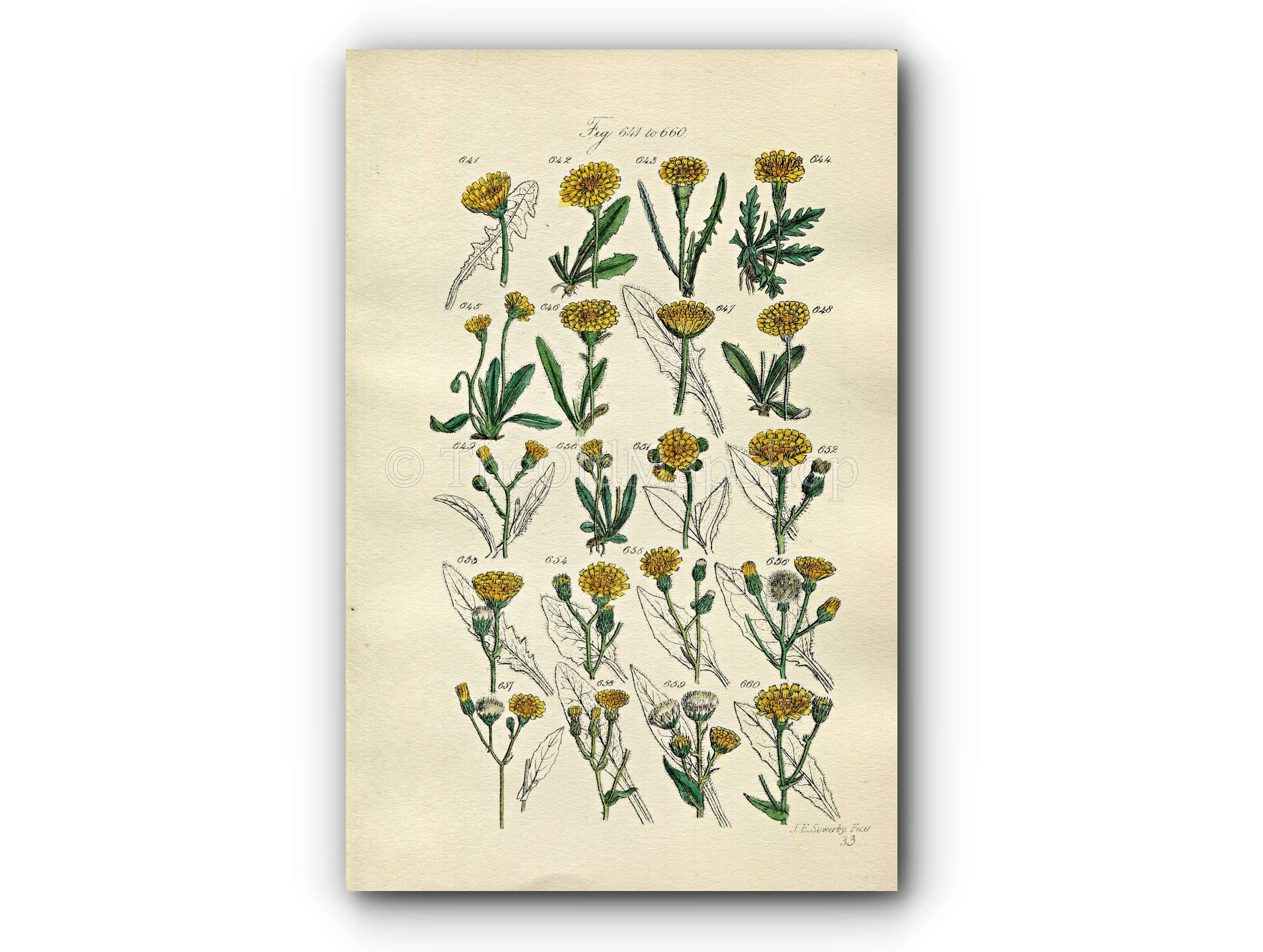 1914 Sowerby Antique Botanical Print, Dandelion Hawkbit, Alpine Hawkweed, Hawkweed, Yellow Flower, Weed, Plate 33, (Plants 641 - 660)