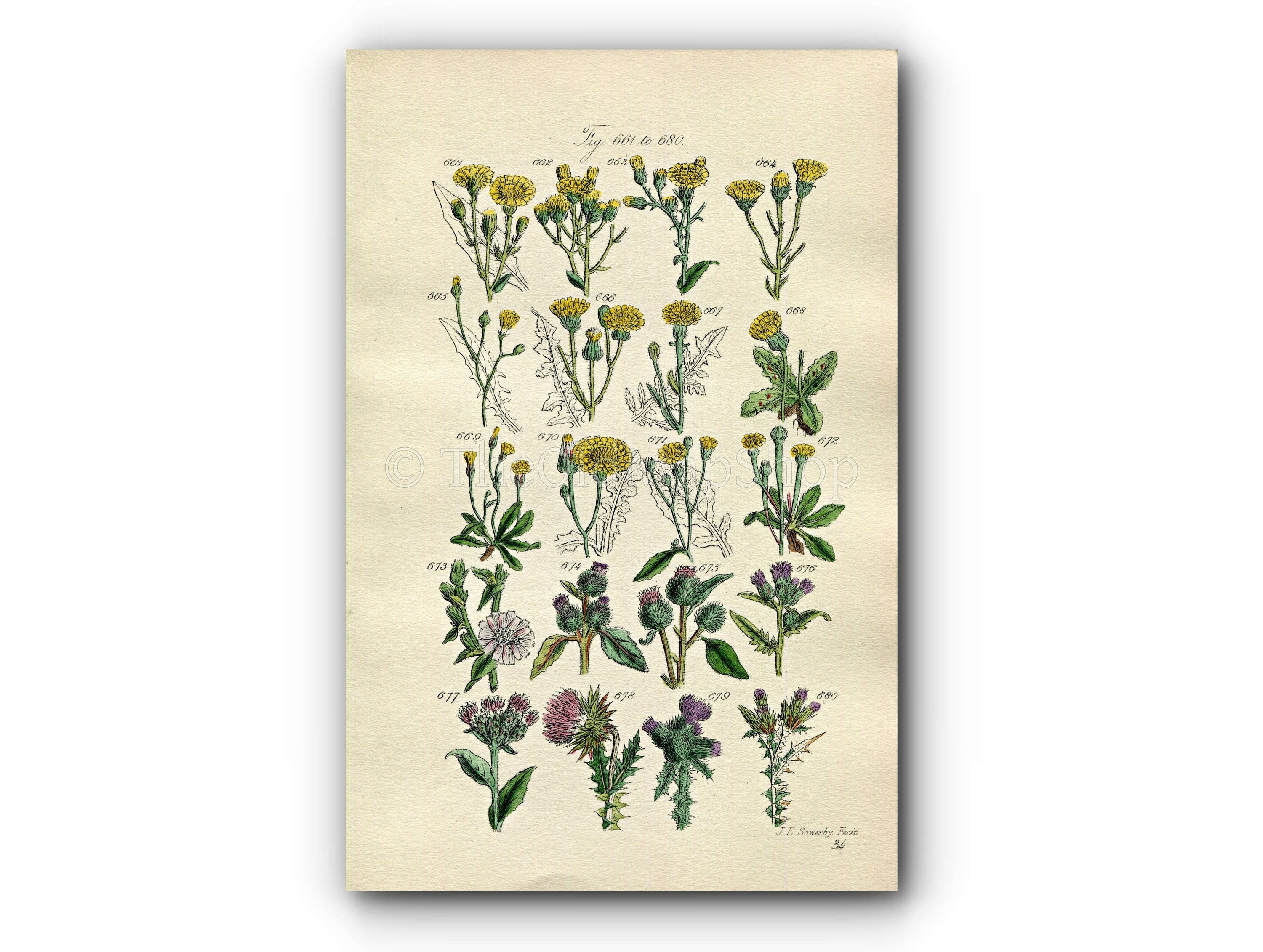 1914 Sowerby Antique Botanical Print, Shrubby Hawkweed, Chicory, Burdock, Musk Thistle, Welted Thistle, Plate 34, (Plants 661 - 680)