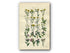 1914 Sowerby Antique Botanical Print, Shrubby Hawkweed, Chicory, Burdock, Musk Thistle, Welted Thistle, Plate 34, (Plants 661 - 680)