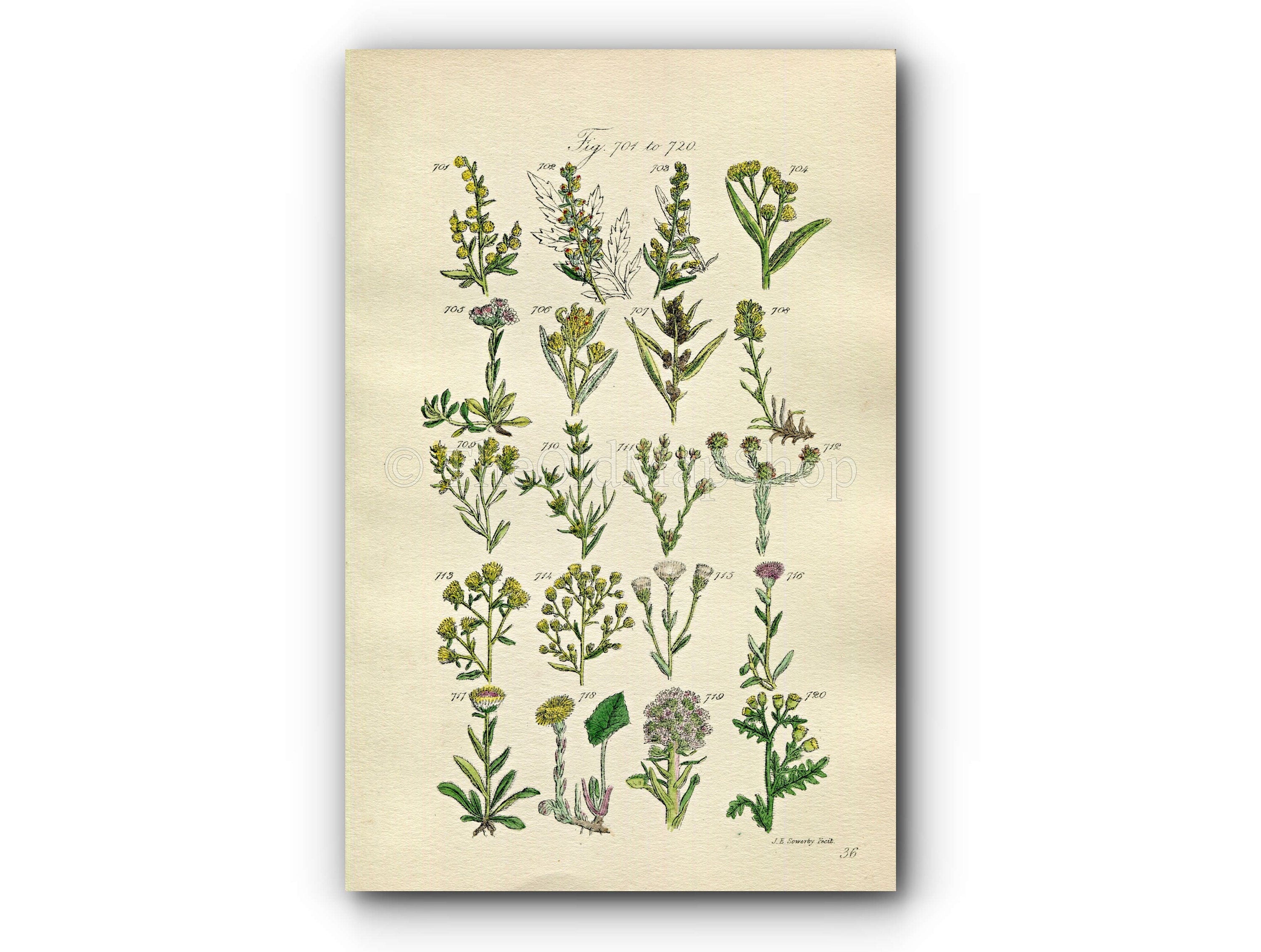 1914 Sowerby Antique Botanical Print, Wormwood, Mugwort, Cudweed, Groundsel, Coltsfoot, Canada Fleabane, Plate 36, (Plants 701 - 720)