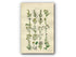 1914 Sowerby Antique Botanical Print, Wormwood, Mugwort, Cudweed, Groundsel, Coltsfoot, Canada Fleabane, Plate 36, (Plants 701 - 720)