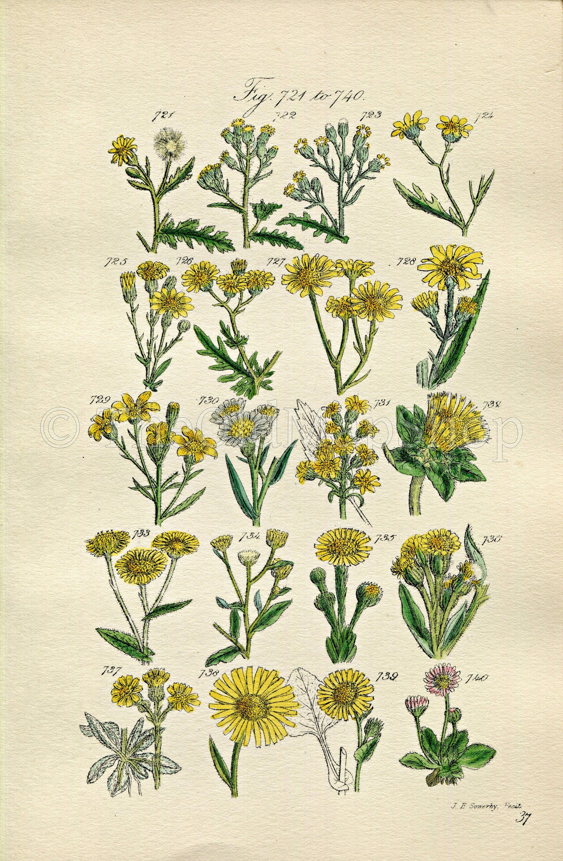 1914 Sowerby Antique Botanical Print, Groundsel, Ragwort, Sea Aster, Daisy, Fleabane, Golden Samphire, Plate 37, (Plants 721 - 740)