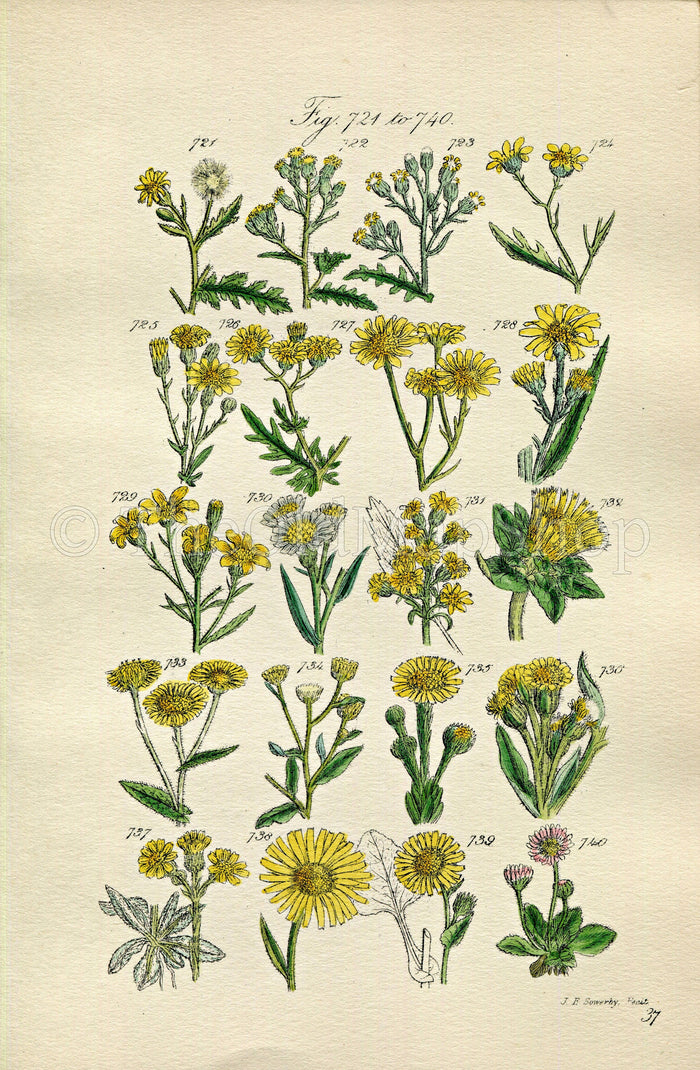 1914 Sowerby Antique Botanical Print, Groundsel, Ragwort, Sea Aster, Daisy, Fleabane, Golden Samphire, Plate 37, (Plants 721 - 740)