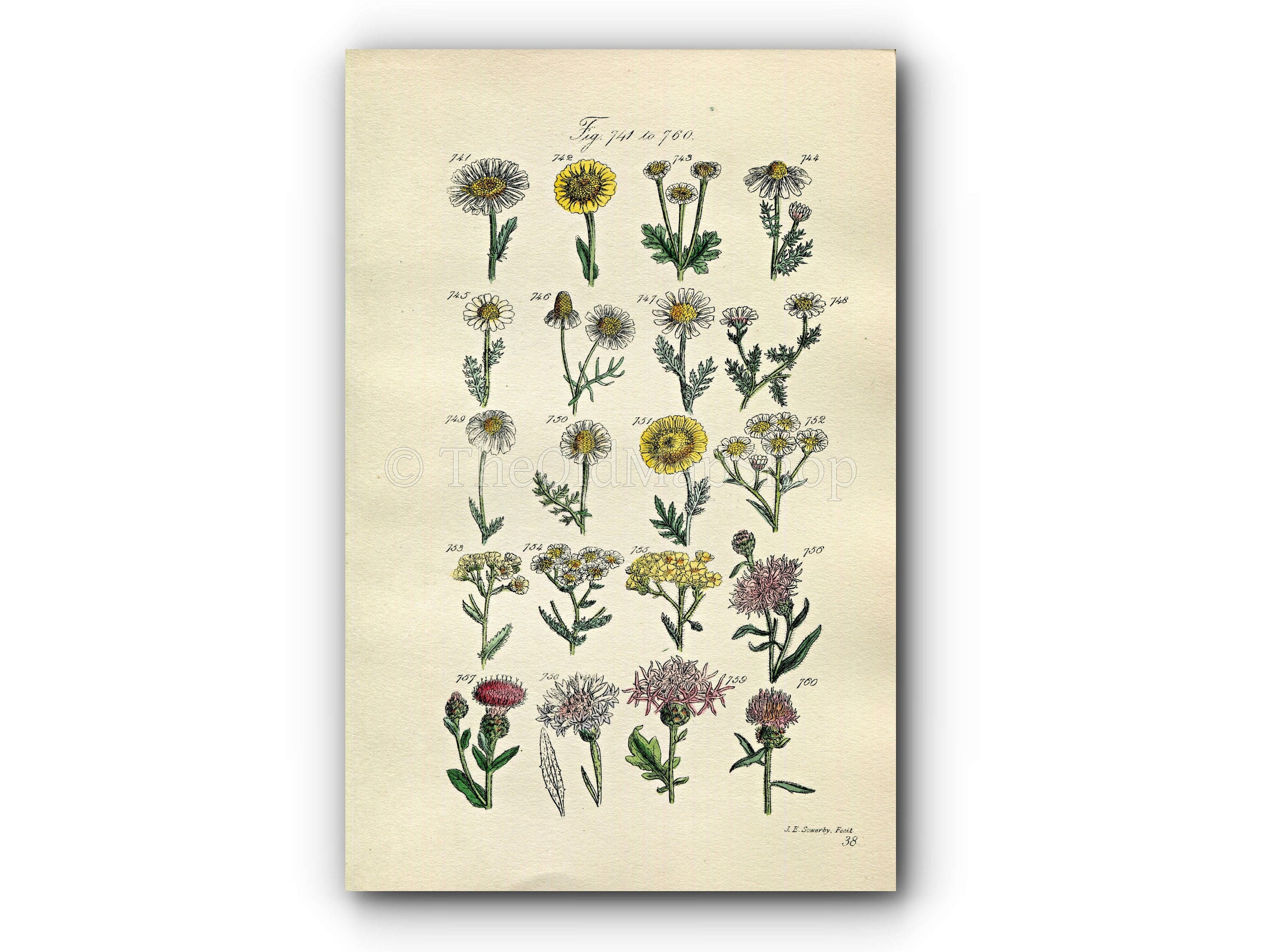 1914 Sowerby Antique Botanical Print, Ox-eye Daisy, Corn Marigold, Feverfew, Chamomile, Yarrow, Great Knapweed, Plate 38, (Plants 741 - 760)