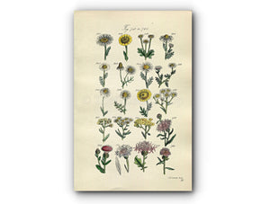 1914 Sowerby Antique Botanical Print, Ox-eye Daisy, Corn Marigold, Feverfew, Chamomile, Yarrow, Great Knapweed, Plate 38, (Plants 741 - 760)