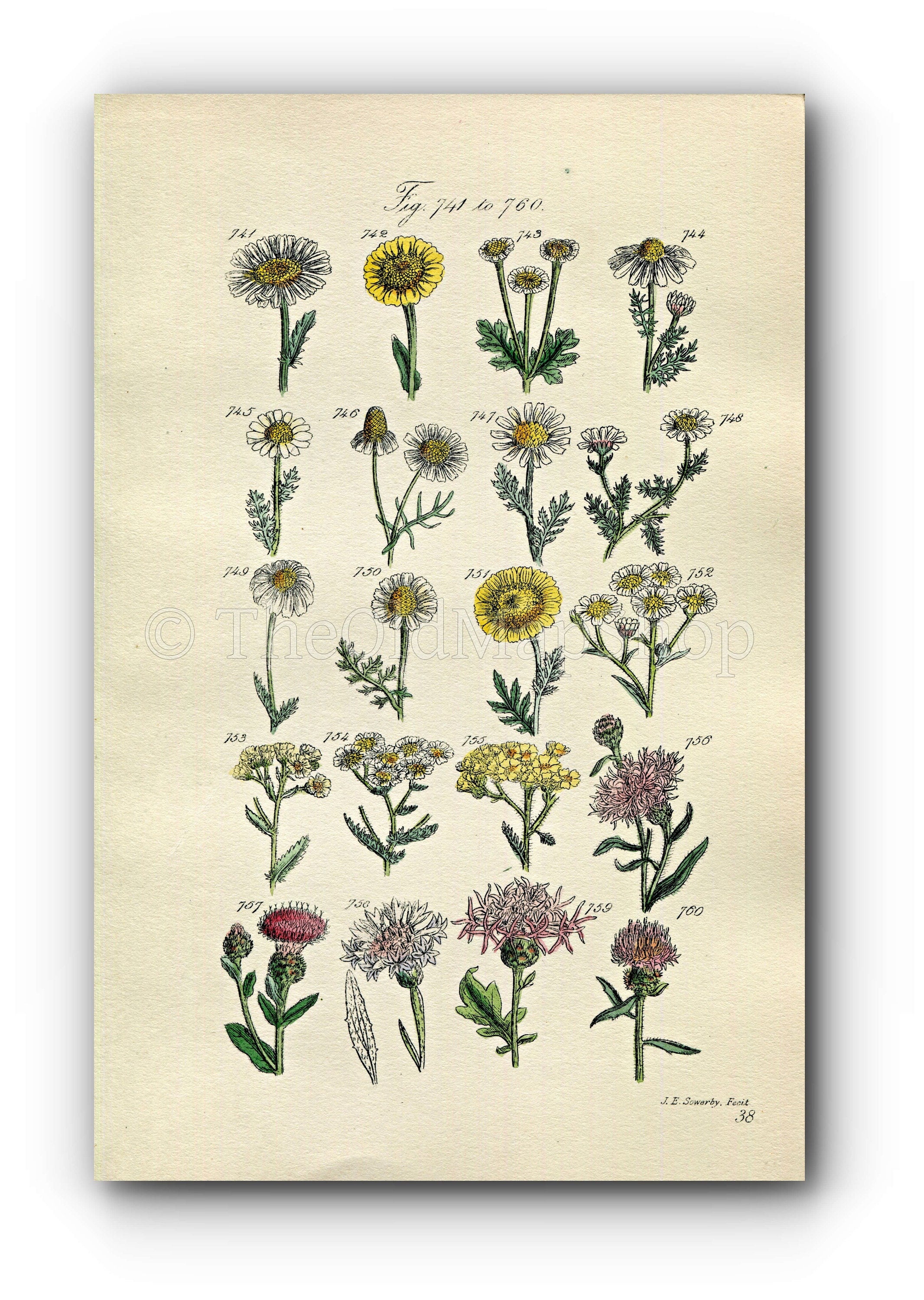 1914 Sowerby Antique Botanical Print, Ox-eye Daisy, Corn Marigold, Feverfew, Chamomile, Yarrow, Great Knapweed, Plate 38, (Plants 741 - 760)