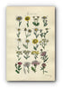 1914 Sowerby Antique Botanical Print, Ox-eye Daisy, Corn Marigold, Feverfew, Chamomile, Yarrow, Great Knapweed, Plate 38, (Plants 741 - 760)