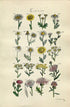 1914 Sowerby Antique Botanical Print, Ox-eye Daisy, Corn Marigold, Feverfew, Chamomile, Yarrow, Great Knapweed, Plate 38, (Plants 741 - 760)
