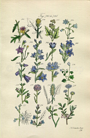 1914 Sowerby Antique Botanical Print, Harebell, Yellow Star-Thistle, Corn Bellflower, Scabious, Bilberry, Plate 39 (Plants 761 - 780)