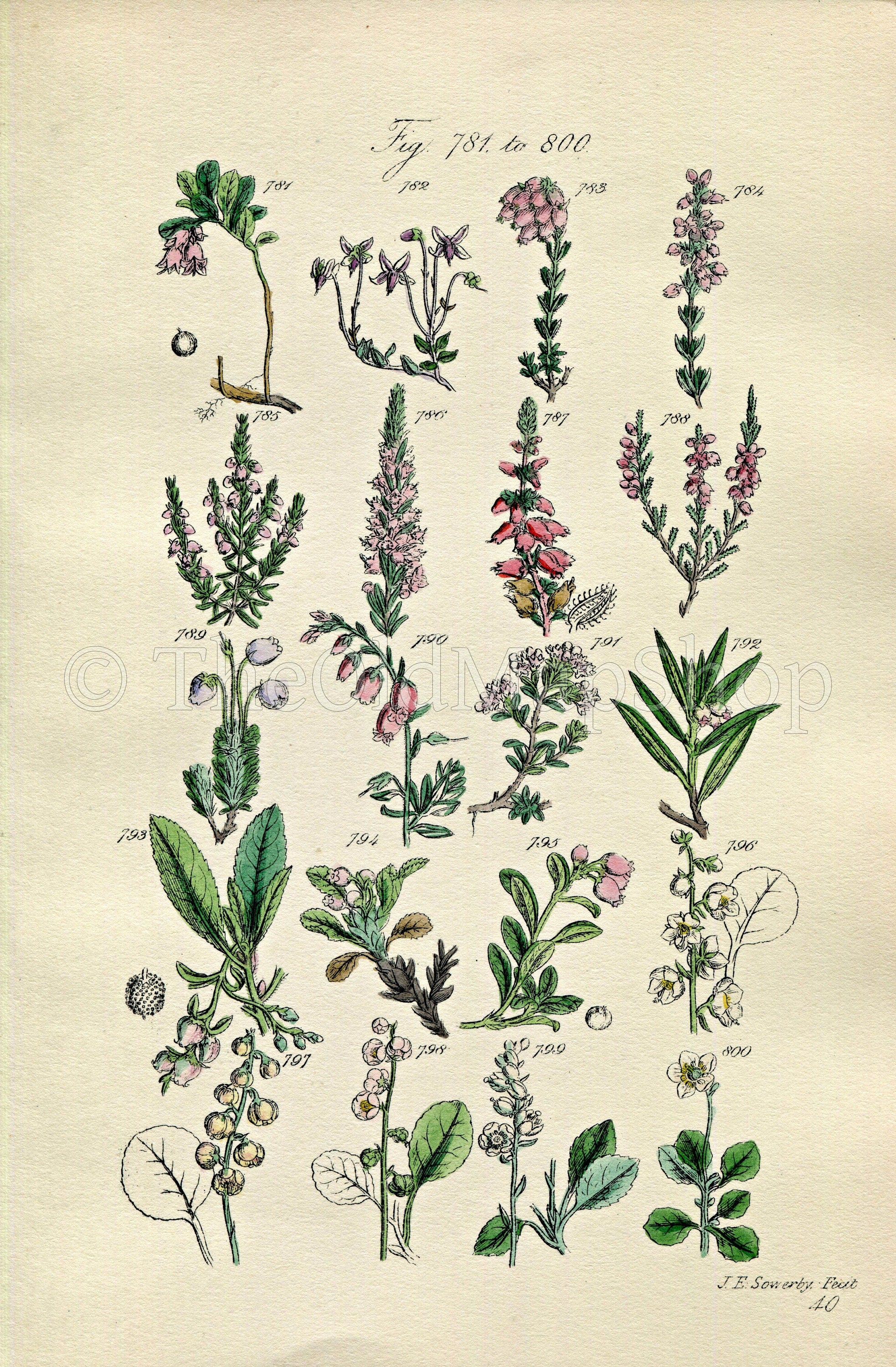 1914 Sowerby Antique Botanical Print, Cranberry, Bearberry, Strawberry Tree, Marsh Cistus, Wintergreen, Plate 40 (Plants 781 - 800)
