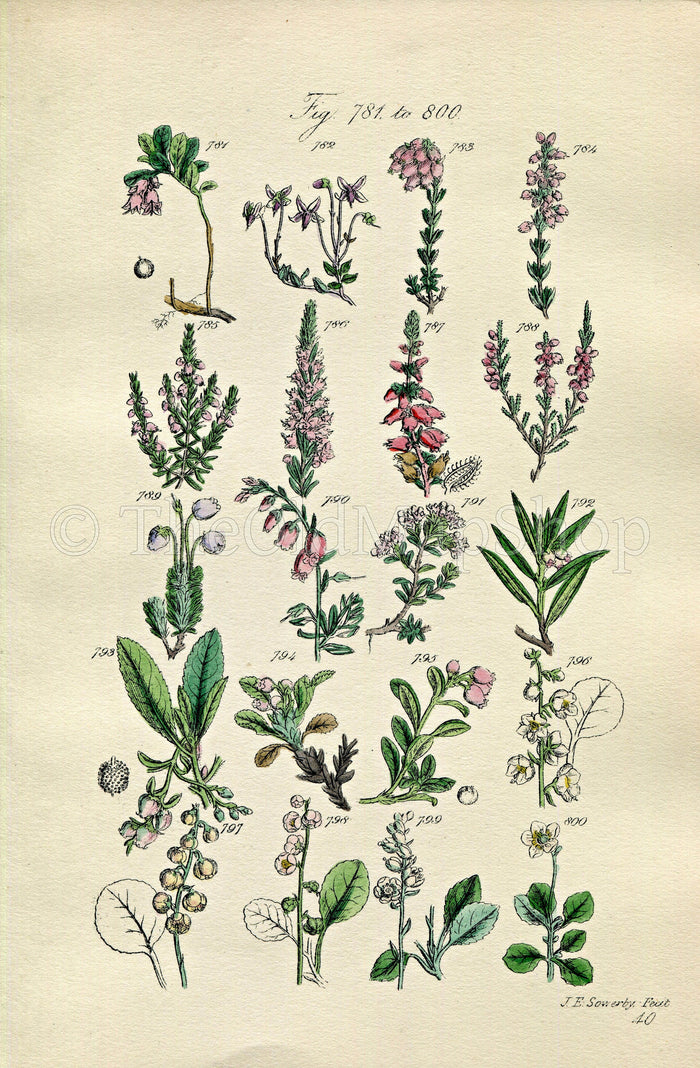 1914 Sowerby Antique Botanical Print, Cranberry, Bearberry, Strawberry Tree, Marsh Cistus, Wintergreen, Plate 40 (Plants 781 - 800)