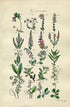 1914 Sowerby Antique Botanical Print, Cranberry, Bearberry, Strawberry Tree, Marsh Cistus, Wintergreen, Plate 40 (Plants 781 - 800)