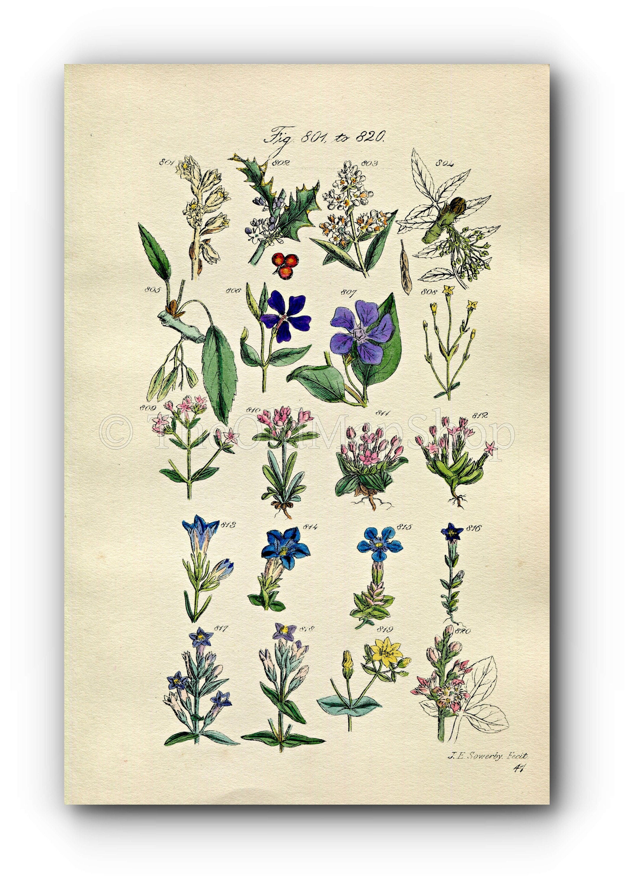 1914 Sowerby Antique Botanical Print, Holly, Ash, Privet, Periwinkle, Spring Gentian, Dwarf Centaury, Bogbean, Plate 41 (Plants 801 - 820)