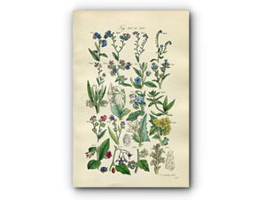 1914 Sowerby Antique Botanical Print, Forget-me-Not, Alkanet, Comfrey, Borage, Madwort, Deadly Nightshade, Plate 43 (Plants 841 - 860)