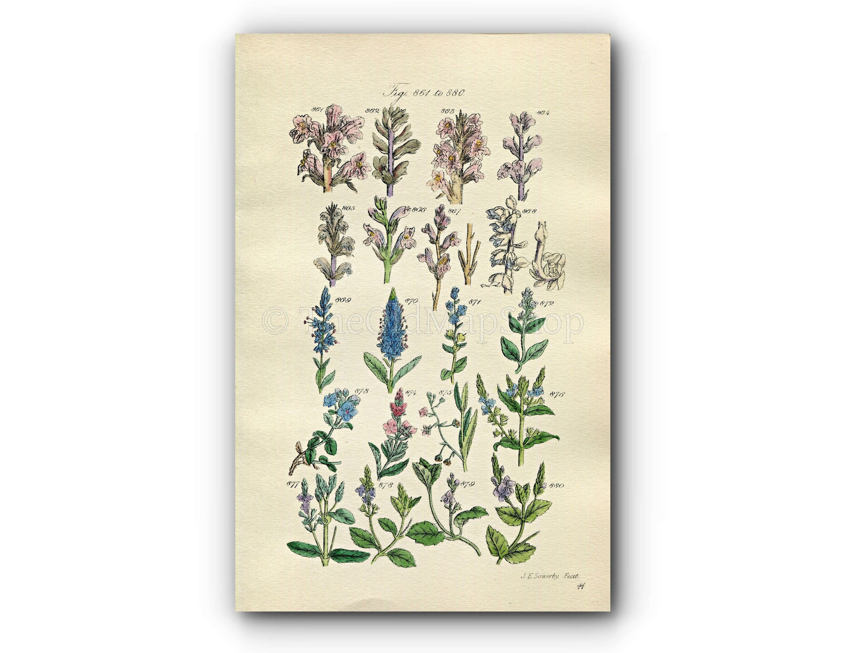 1914 Sowerby Antique Botanical Print, Broomrape, Speedwell, Brooklime, Toothwort, Plate 44 (Plants 861 - 880)