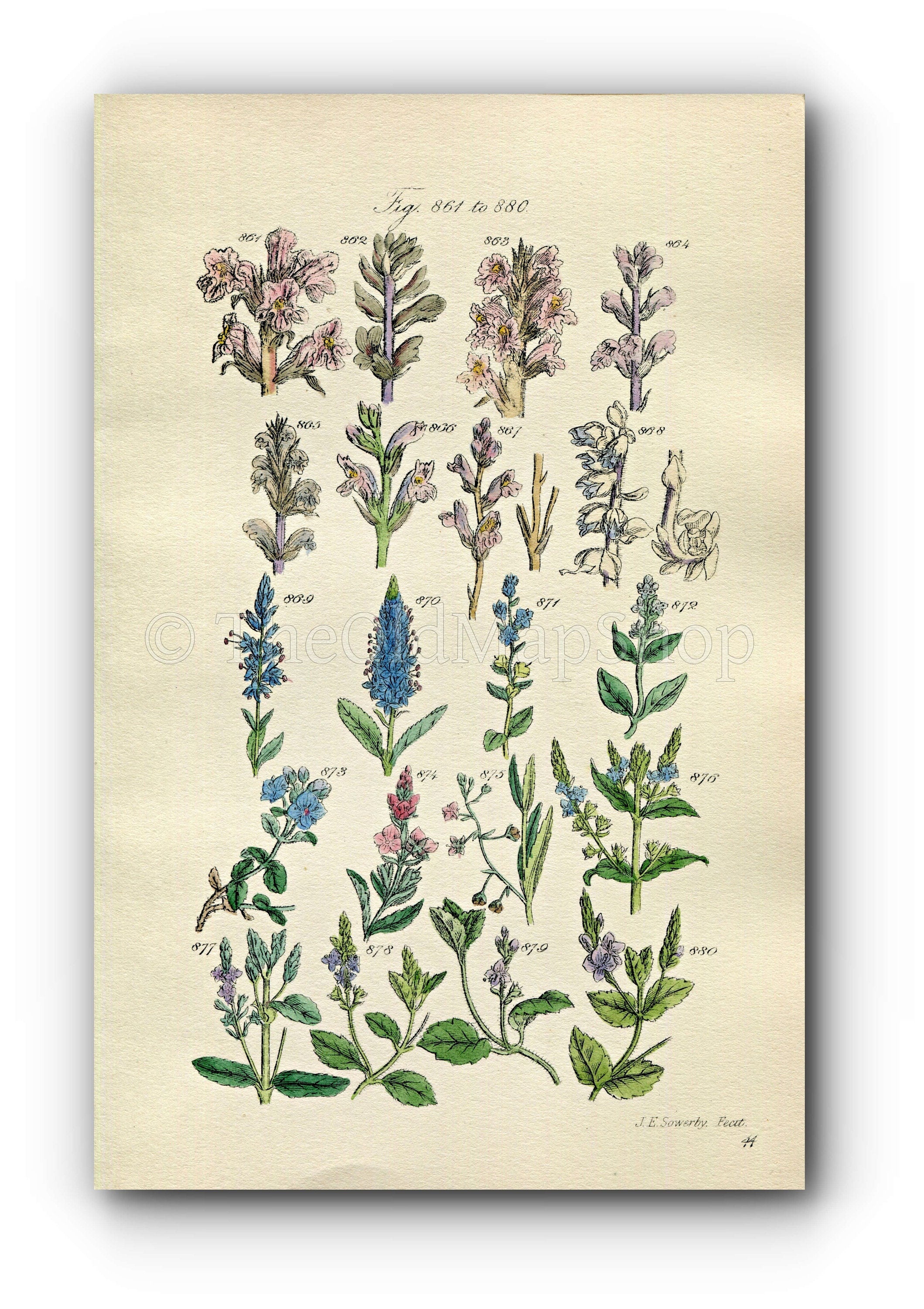1914 Sowerby Antique Botanical Print, Broomrape, Speedwell, Brooklime, Toothwort, Plate 44 (Plants 861 - 880)