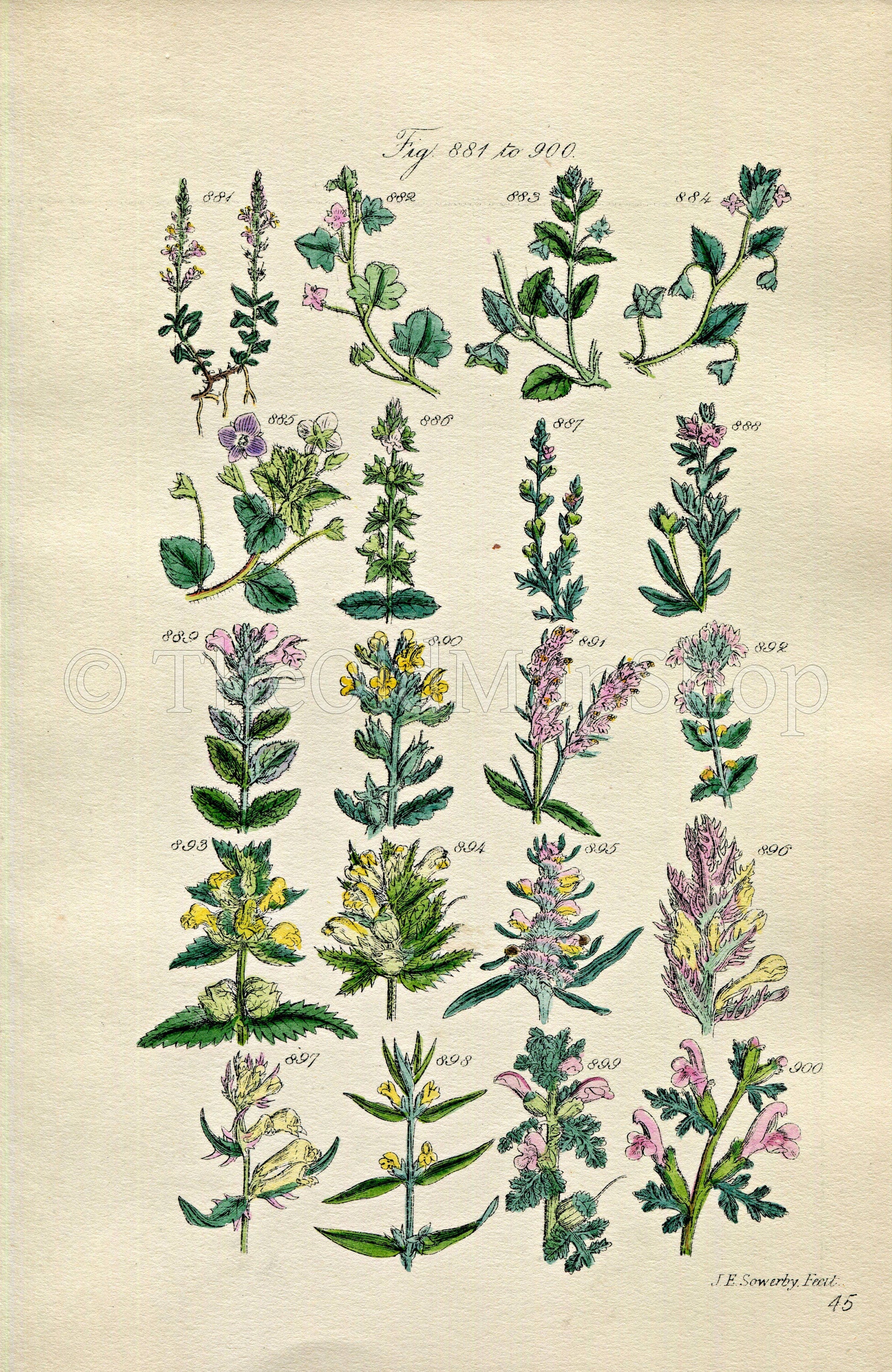 1914 Sowerby Antique Botanical Print, Speedwell, Chickweed, Eyebright, Yellow Rattle, Purple Cow Wheat, Plate 45 (Plants 881 - 900)