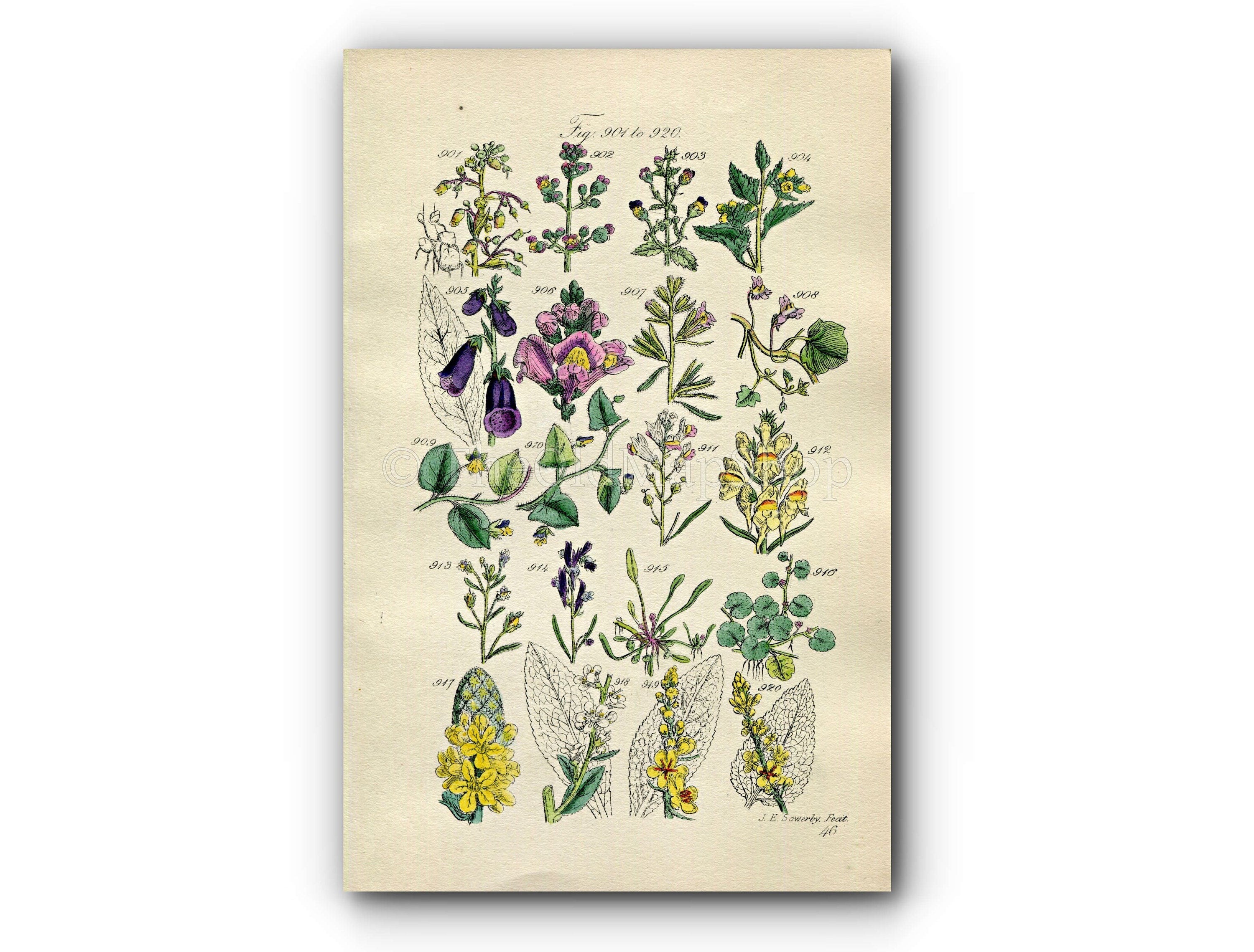 1914 Sowerby Antique Botanical Print, Foxglove, Snapdragon, Fluellen, Toadflax, Mudwort, White Mullein, Figwort, Plate 46 (Plants 901 - 920)