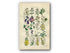 1914 Sowerby Antique Botanical Print, Foxglove, Snapdragon, Fluellen, Toadflax, Mudwort, White Mullein, Figwort, Plate 46 (Plants 901 - 920)