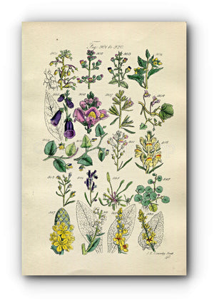 1914 Sowerby Antique Botanical Print, Foxglove, Snapdragon, Fluellen, Toadflax, Mudwort, White Mullein, Figwort, Plate 46 (Plants 901 - 920)