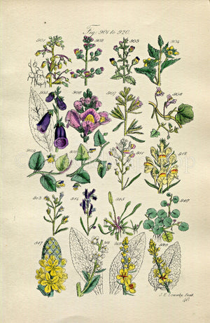 1914 Sowerby Antique Botanical Print, Foxglove, Snapdragon, Fluellen, Toadflax, Mudwort, White Mullein, Figwort, Plate 46 (Plants 901 - 920)