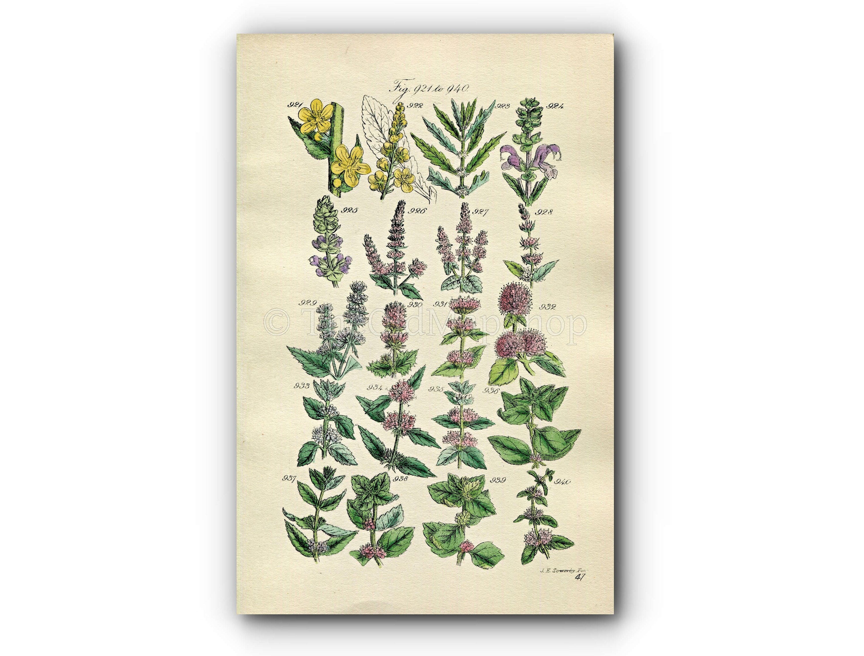 1914 Sowerby Antique Botanical Print, Spearmint, Peppermint, Horsemint, Bergamot Mint, Pennyroyal, Red Mint, Plate 47 (Plants 921 - 940)