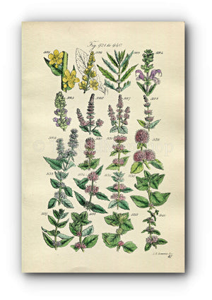 1914 Sowerby Antique Botanical Print, Spearmint, Peppermint, Horsemint, Bergamot Mint, Pennyroyal, Red Mint, Plate 47 (Plants 921 - 940)
