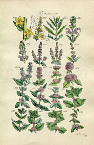 1914 Sowerby Antique Botanical Print, Spearmint, Peppermint, Horsemint, Bergamot Mint, Pennyroyal, Red Mint, Plate 47 (Plants 921 - 940)