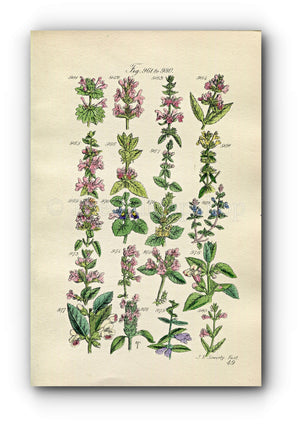 1914 Sowerby Antique Botanical Print, Deadnettle, Nettle, Woundwort, Ground Ivy, Basil Thyme, Wild Basil, Plate 49 (Plants 961 - 980)