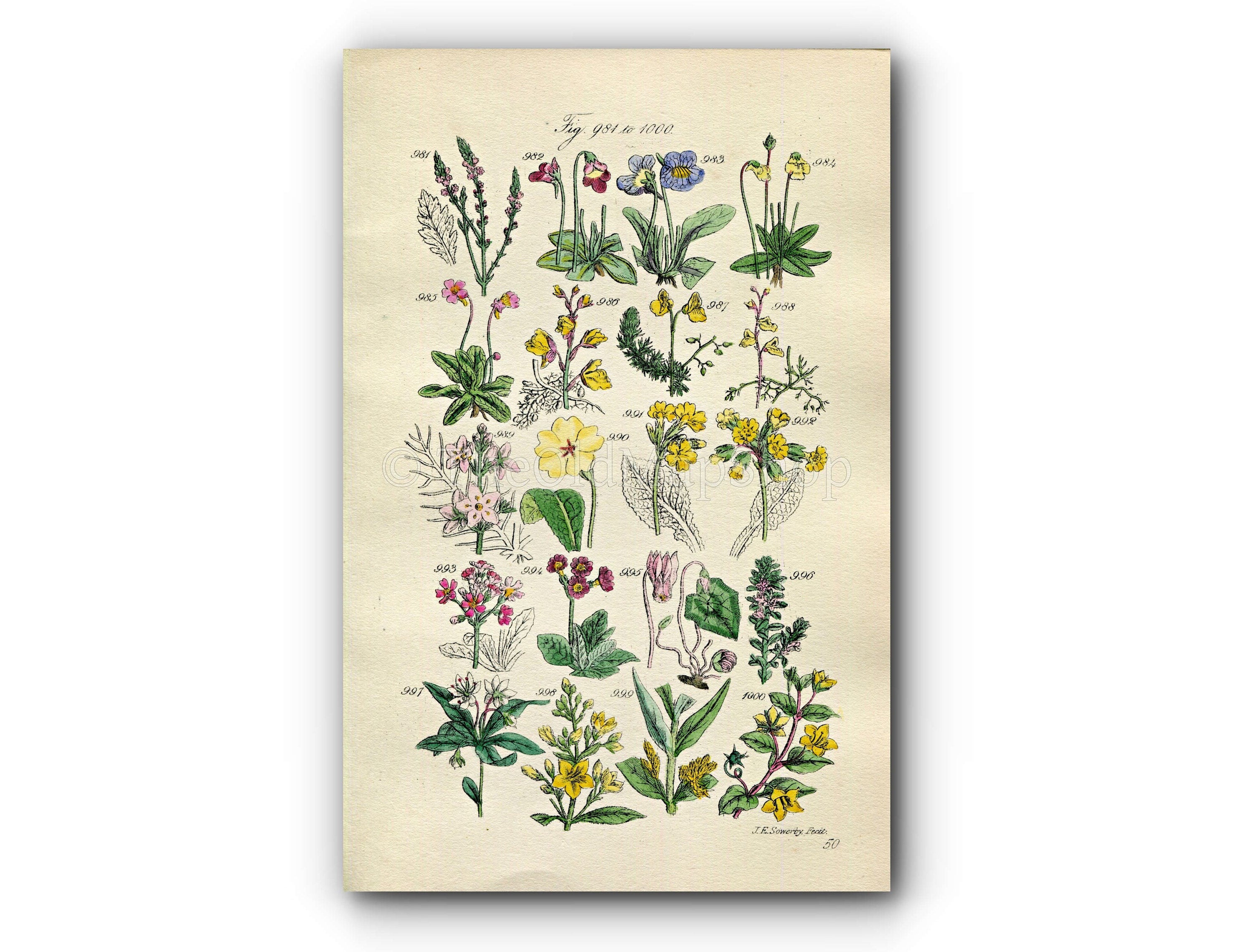 1914 Sowerby Antique Botanical Print, Butterwort, Bladderwort, Water Violet, Primrose, Cowslip, Chickweed, Plate 50 (Plants 981 - 1000)