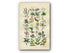 1914 Sowerby Antique Botanical Print, Butterwort, Bladderwort, Water Violet, Primrose, Cowslip, Chickweed, Plate 50 (Plants 981 - 1000)